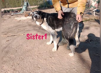 Sister1 geb. 01/2022 (in Deutschland) - "Biene" genannt, verliert unverschuldet ihr Zuhause!