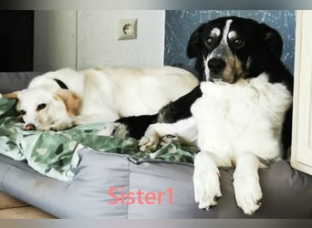 Sister1 geb. 01/2022 (in Deutschland) - "Biene" genannt, verliert unverschuldet ihr Zuhause!