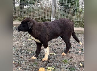 Selma - HSH Mischling