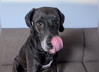 NOTFALL: Wunderschöne Doggen-Mischlingshündin Polly sucht dringend ein neues Zuhause oder eine Pfleg