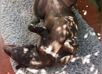 NOTFALL: Wunderschöne Doggen-Mischlingshündin Polly sucht dringend ein neues Zuhause oder eine Pfleg