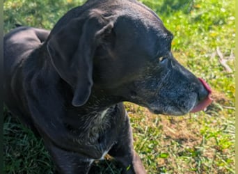 NOTFALL: Wunderschöne Doggen-Mischlingshündin Polly sucht dringend ein neues Zuhause oder eine Pfleg