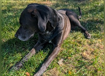 NOTFALL: Wunderschöne Doggen-Mischlingshündin Polly sucht dringend ein neues Zuhause oder eine Pfleg