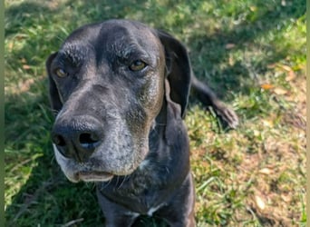NOTFALL: Wunderschöne Doggen-Mischlingshündin Polly sucht dringend ein neues Zuhause oder eine Pfleg