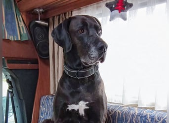 NOTFALL: Wunderschöne Doggen-Mischlingshündin Polly sucht dringend ein neues Zuhause oder eine Pfleg