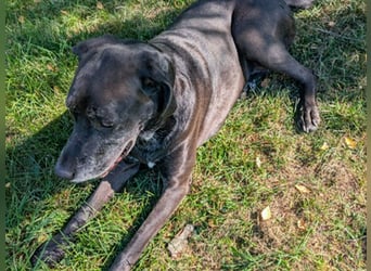 NOTFALL: Wunderschöne Doggen-Mischlingshündin Polly sucht dringend ein neues Zuhause oder eine Pfleg