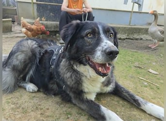 Anima traumhaft schöne Hündin sucht neuen Wirkungskreis
