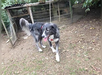 Anima, Schönheit sucht Zuhause für immer