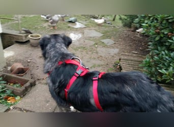 Anima, Schönheit sucht Zuhause für immer