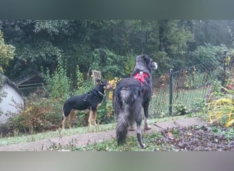 Anima, Schönheit sucht Zuhause für immer