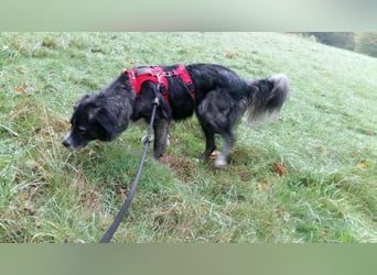 Anima, Schönheit sucht Zuhause für immer