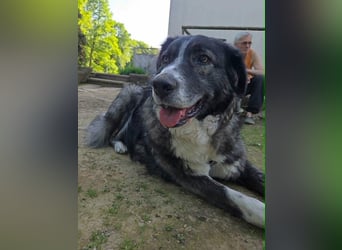 Anima traumhaft schöne Hündin sucht neuen Wirkungskreis