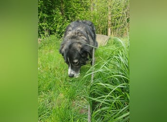 Anima traumhaft schöne Hündin sucht neuen Wirkungskreis