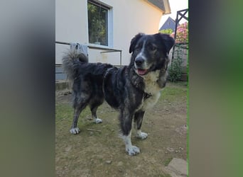 Anima traumhaft schöne Hündin sucht neuen Wirkungskreis