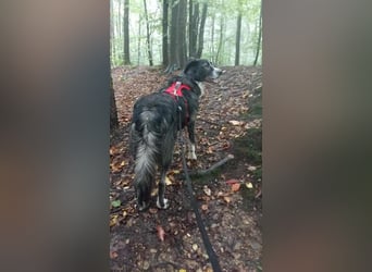 Anima, Schönheit sucht Zuhause für immer