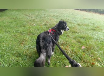 Anima, Schönheit sucht Zuhause für immer