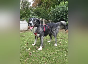 Anima, Schönheit sucht Zuhause für immer