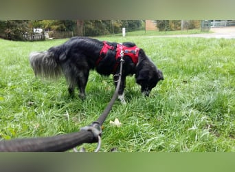 Anima, Schönheit sucht Zuhause für immer