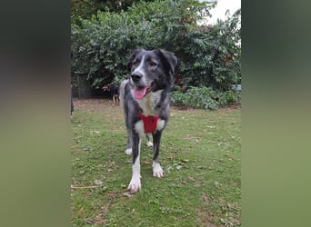 Anima, Schönheit sucht Zuhause für immer