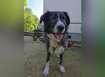 Anima traumhaft schöne Hündin sucht neuen Wirkungskreis