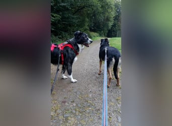 Anima, Schönheit sucht Zuhause für immer