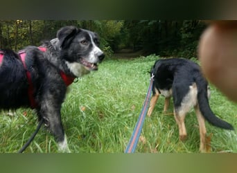 Anima, Schönheit sucht Zuhause für immer