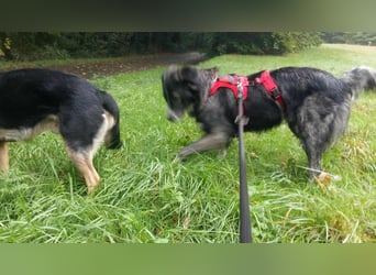 Anima, Schönheit sucht Zuhause für immer