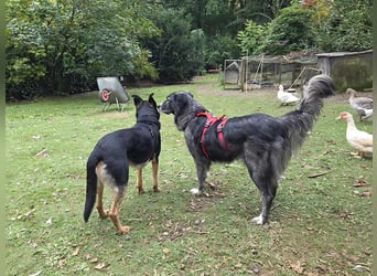 Anima, Schönheit sucht Zuhause für immer