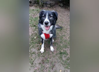 Anima, Schönheit sucht Zuhause für immer