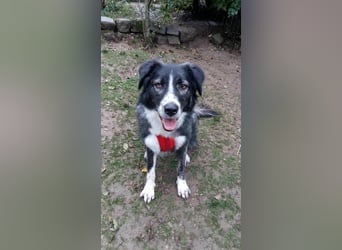 Anima, Schönheit sucht Zuhause für immer