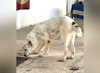 Dotty taube Mischlingshündin ca. 1,4 Jahre alt in Griechenland