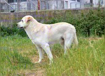 Whity Mischlingsrüde ca. 1 Jahr alt in Griechenland