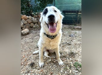 Dotty taube Mischlingshündin ca. 1,4 Jahre alt in Griechenland