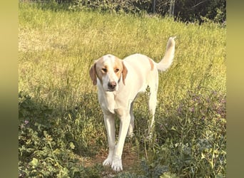 Monty Mischlingsrüde ca. 1,3 Jahre alt in Griechenland