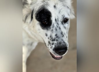 Dotty taube Mischlingshündin ca. 1,4 Jahre alt in Griechenland