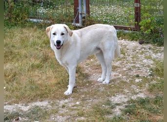 Whity Mischlingsrüde ca. 1 Jahr alt in Griechenland