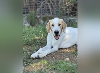 Monty Mischlingsrüde ca. 1,3 Jahre alt in Griechenland