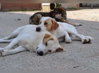 Whity Mischlingsrüde ca. 1 Jahr alt in Griechenland