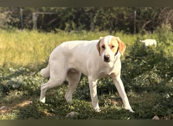 Monty Mischlingsrüde ca. 1,3 Jahre alt in Griechenland