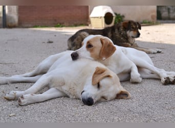 Monty Mischlingsrüde ca. 1,3 Jahre alt in Griechenland
