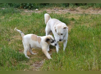 Whity Mischlingsrüde ca. 1 Jahr alt in Griechenland
