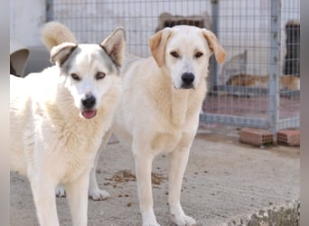Whity Mischlingsrüde ca. 1 Jahr alt in Griechenland