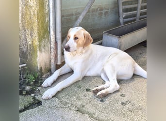 Monty Mischlingsrüde ca. 1,3 Jahre alt in Griechenland