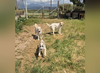 Whity Mischlingsrüde ca. 1 Jahr alt in Griechenland