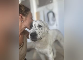 Dotty taube Mischlingshündin ca. 1,4 Jahre alt in Griechenland