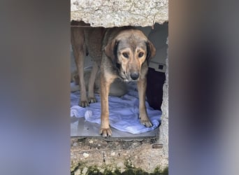 Whity Mischlingsrüde ca. 1 Jahr alt in Griechenland