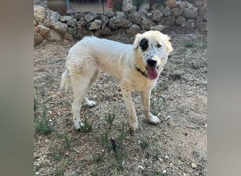 Dotty taube Mischlingshündin ca. 1,4 Jahre alt in Griechenland