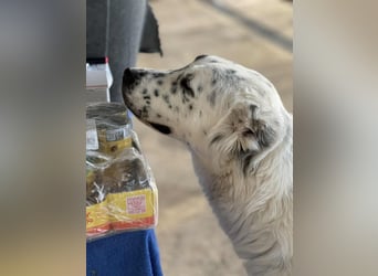 Dotty taube Mischlingshündin ca. 1,4 Jahre alt in Griechenland