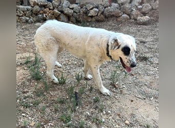 Dotty taube Mischlingshündin ca. 1,4 Jahre alt in Griechenland