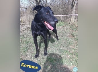 Kormos VA - aufgeweckt, menschenbezogen